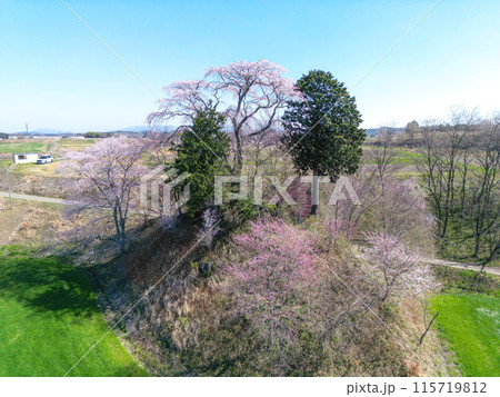 和久伊右衛門稲荷神社の桜 和久伊右衛門稲荷神社の桜 115719812