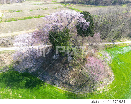 和久伊右衛門稲荷神社の桜 和久伊右衛門稲荷神社の桜 115719814
