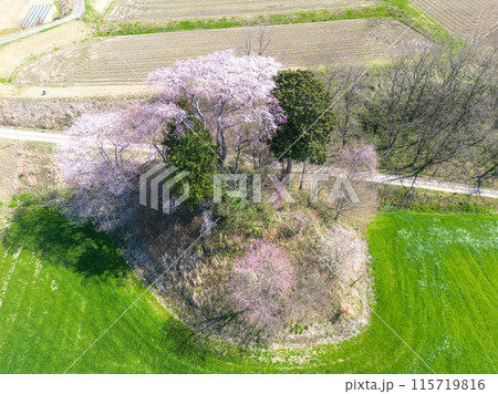 和久伊右衛門稲荷神社の桜 和久伊右衛門稲荷神社の桜 115719816