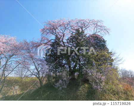 和久伊右衛門稲荷神社の桜 和久伊右衛門稲荷神社の桜 115719826