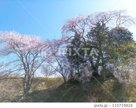 和久伊右衛門稲荷神社の桜 和久伊右衛門稲荷神社の桜 115719828