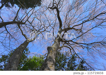 和久伊右衛門稲荷神社の桜 和久伊右衛門稲荷神社の桜 115719838