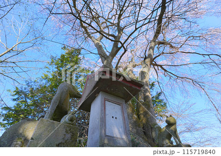 和久伊右衛門稲荷神社の桜 和久伊右衛門稲荷神社の桜 115719840