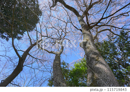 和久伊右衛門稲荷神社の桜 和久伊右衛門稲荷神社の桜 115719843