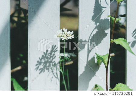 日常に咲く花 日常に咲く花 115720291