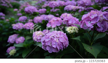 綺麗な紫陽花 115720363