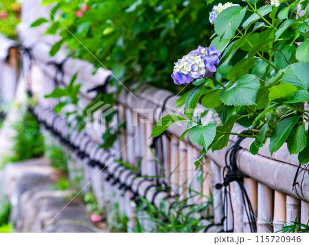 初夏の門前町の景色　しっとりと咲くアジサイ 115720946