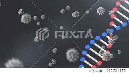 Image of 3d DNA strand spinning with Covid 19 coronavirus cells floating on black background Image of 3d DNA strand spinning with Covid 19 coronavirus cells floating on black background 115721175