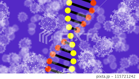 Image of 3d DNA strand spinning with Covid 19 coronavirus cells floating on purple background 115721242
