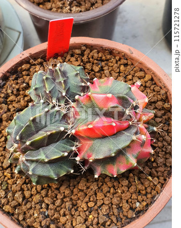 Cacti of the Gymnocalycium species form small clusters of green and red in pots. Cacti of the Gymnocalycium species form small clusters of green and red in pots. 115721278