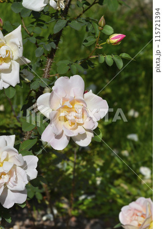 Rose Claus Groth Rose Claus Groth 115721394