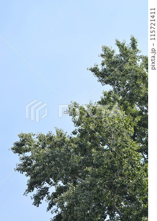 White poplar 115721411