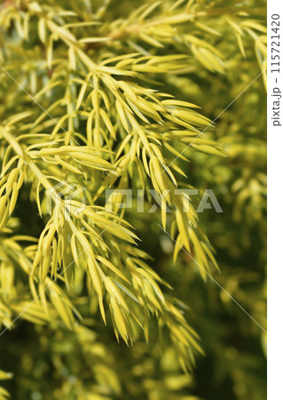Juniper Gold Cone Juniper Gold Cone 115721420