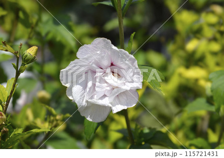 Rose Of Sharon Mathilde 115721431