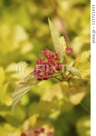 Ninebark Luteus Ninebark Luteus 115721433
