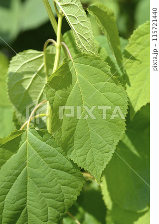 Smooth hydrangea Annabelle Smooth hydrangea Annabelle 115721440