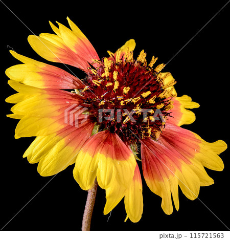 Blooming red Gaillardia on a black background Blooming red Gaillardia on a black background 115721563