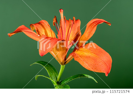 Orange lily on a green background Orange lily on a green background 115721574