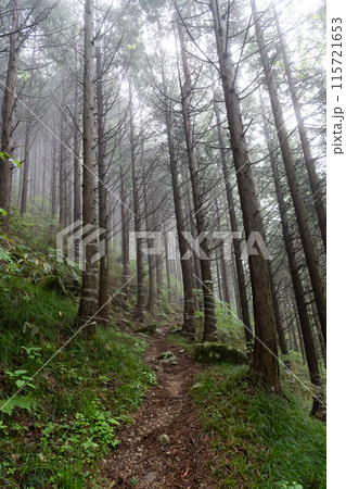 霧に覆われた登山道 115721653