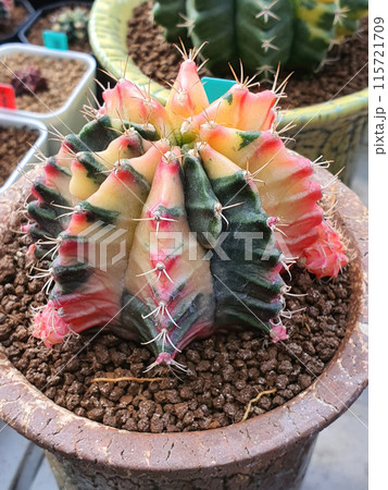 Cactus, Gymnocalycium species It has yellow-pink colors that contrast perfectly with green in pots. Cactus, Gymnocalycium species It has yellow-pink colors that contrast perfectly with green in pots. 115721709