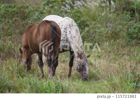 北海道 草を食べる馬  115721981