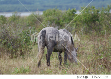 北海道 草を食べる馬 北海道 草を食べる馬 115721986