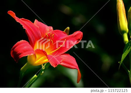 ヘメロカリスの花 115722125