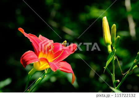 ヘメロカリスの花 ヘメロカリスの花 115722132