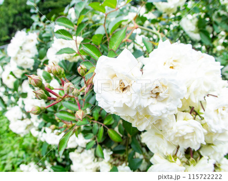 美しい初夏の景色 匂い立つような美しさの満開の春バラ 美しい初夏の景色 匂い立つような美しさの満開の春バラ 115722222