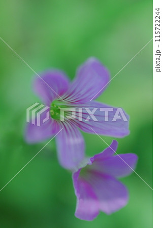 可憐なムラサキカタバミ 115722244