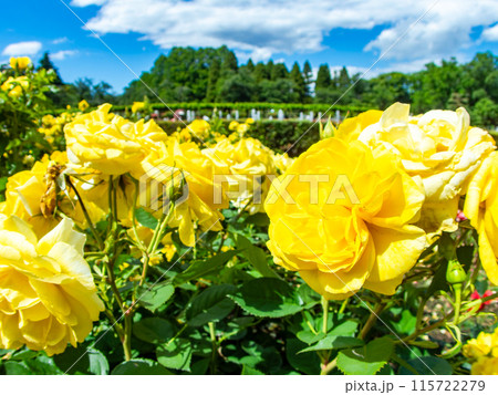 美しい初夏の景色 匂い立つような美しさの満開の春バラ 美しい初夏の景色 匂い立つような美しさの満開の春バラ 115722279