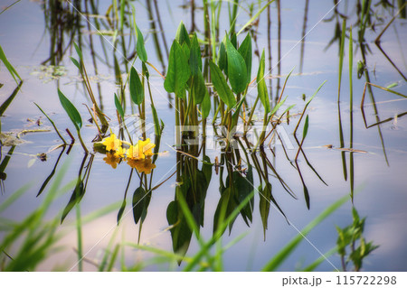 Bright heavy water lily buds on the surface of the water 115722298