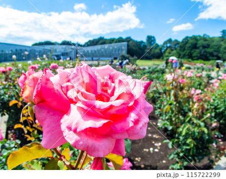 美しい初夏の景色　匂い立つような美しさの満開の春バラ 115722299