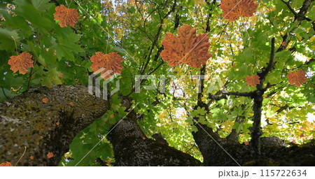 Image of autumn leaves falling against low angle view of trees and sky Image of autumn leaves falling against low angle view of trees and sky 115722634