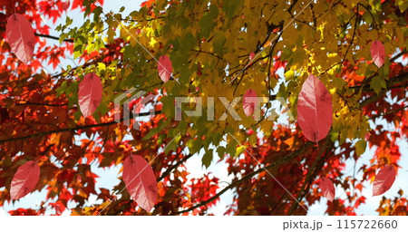 Image of autumn leaves falling against view of trees and sky Image of autumn leaves falling against view of trees and sky 115722660