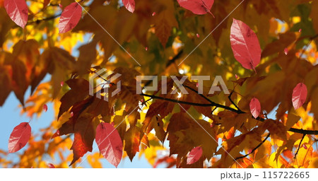 Image of autumn leaves falling against view of trees and blue sky 115722665