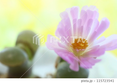 リトープスの花　多肉植物　ピンク色 115723541