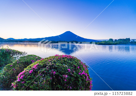【静岡県】田貫湖畔のサツキ(ツツジ)、富士山 夜明け 【静岡県】田貫湖畔のサツキ(ツツジ)、富士山 夜明け 115723882