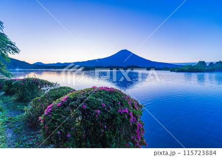 【静岡県】田貫湖畔のサツキ（ツツジ）、富士山　夜明け 115723884