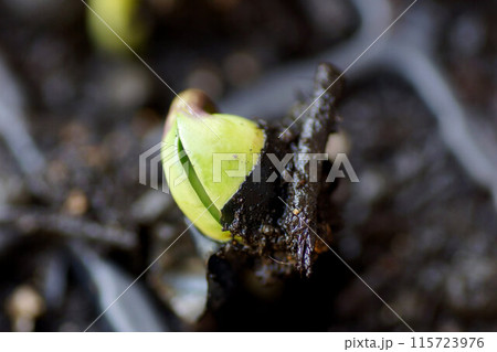 丹波黒   くろまめ   発芽　拡大　6月中旬 115723976