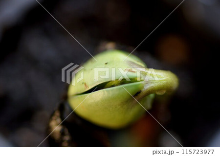 丹波黒   くろまめ   発芽　拡大　6月中旬 115723977