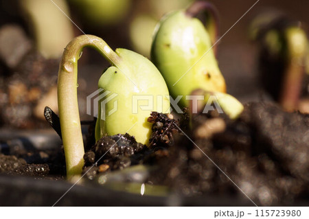 丹波黒 くろまめ 発芽 拡大 6月中旬 丹波黒 くろまめ 発芽 拡大 6月中旬 115723980