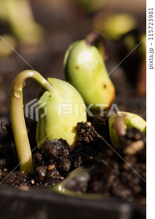 丹波黒 くろまめ 発芽 拡大 6月中旬 丹波黒 くろまめ 発芽 拡大 6月中旬 115723981