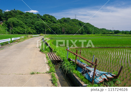 箕輪耕地の田園 神奈川の原風景 箕輪耕地の田園 神奈川の原風景 115724026