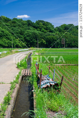 箕輪耕地の田園　神奈川の原風景 115724029