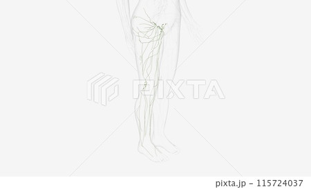 Lymphatics of right Iower limb 115724037