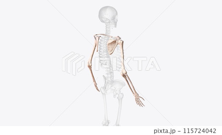 Bones of upper limb 115724042
