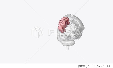 The superior parietal lobule is bounded in front by the upper part of the postcentral sulcus 115724043