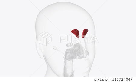 The frontal sinuses are one of the four pairs of paranasal sinuses that are situated behind the brow ridges 115724047