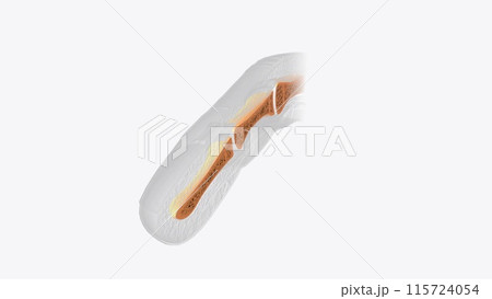 Nail section of bone 115724054